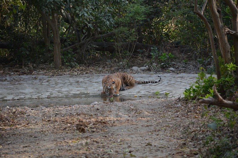 Online corbett jungle safari tour & travels - Online corbett jungle safari tour & travels Namah Rattan, Manu Maharani Rd, Dhikuli, Garjiya, Uttarakhand 244715, India