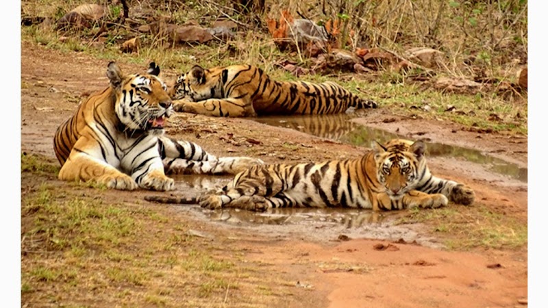 Panna Tiger Safari - Panna Tiger Safari, 40, Road, Mohan Nivas, Kunjvan, Panna, Madhya Pradesh 488001, India