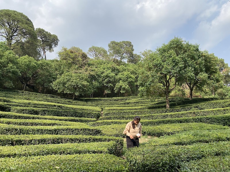 Tea Gardens Dharamshala Narghota