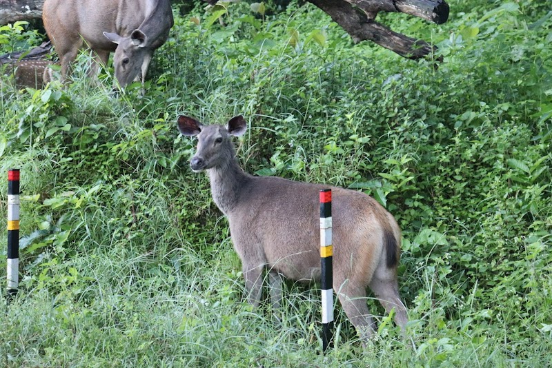 Jim Corbett Travels - Jim Corbett Travels, Near Lakhanpur Chungi, Beside SBI ATM, Close to Thapli Baba, Ramnagar, Uttarakhand 244715, India