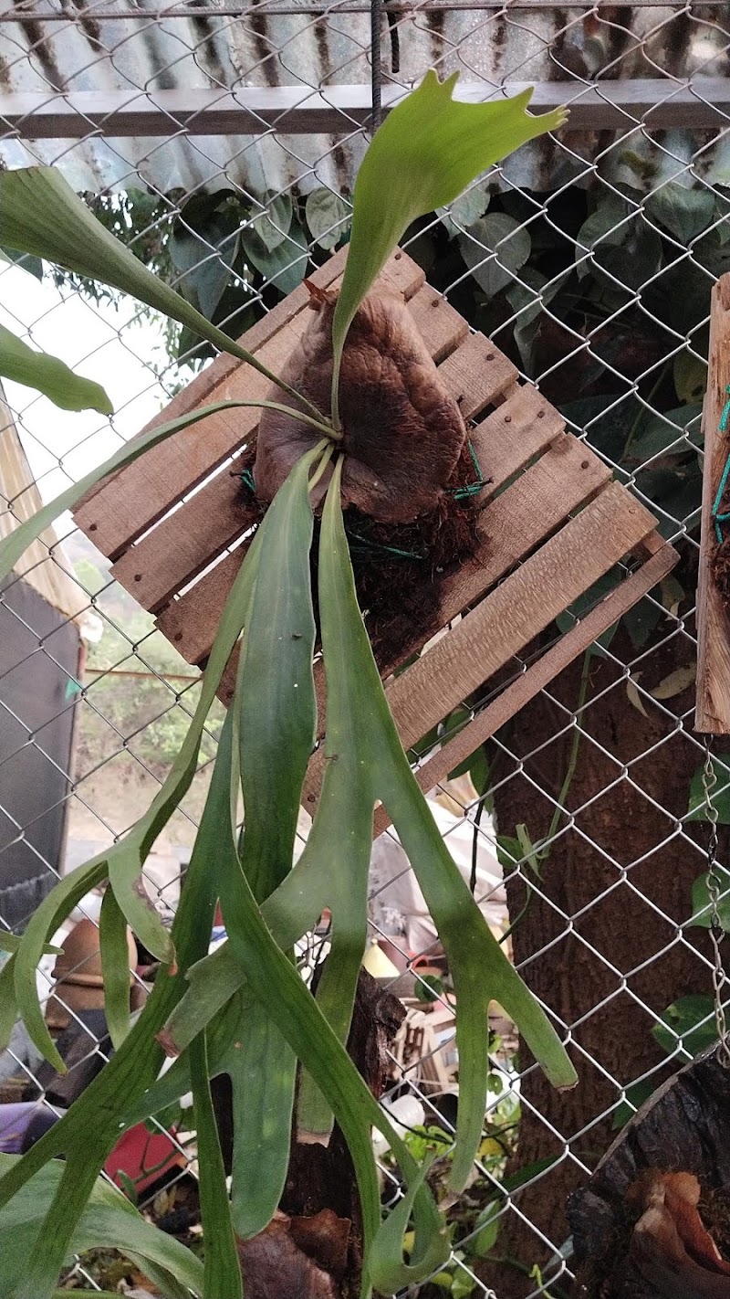 Jude Plant Nursery - Jude Plant Nursery, 10A lourdes heaven ,Doctor Ambedkar Road, Pali Mala Rd, Bandra West, Mumbai, Maharashtra 400050, India