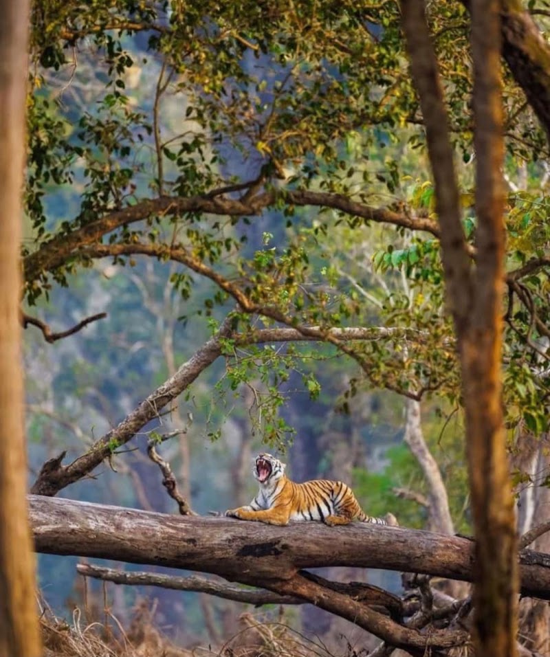 Jim Corbett Safari - Jim Corbett Safari Jim Corbett National Park, Ramnagar, Uttarakhand 244715, India