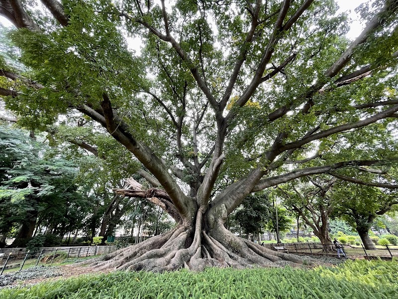 Lalbagh Botanical Garden - Lalbagh Botanical Garden Mavalli, Bengaluru, Karnataka 560004, India