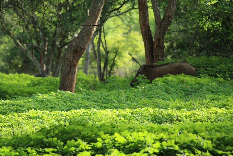 Nilgiris Biosphere Reserve - Nilgiris Biosphere Reserve HQF4+78G, Mudumalai, Ebbanad, Tamil Nadu 643223, India