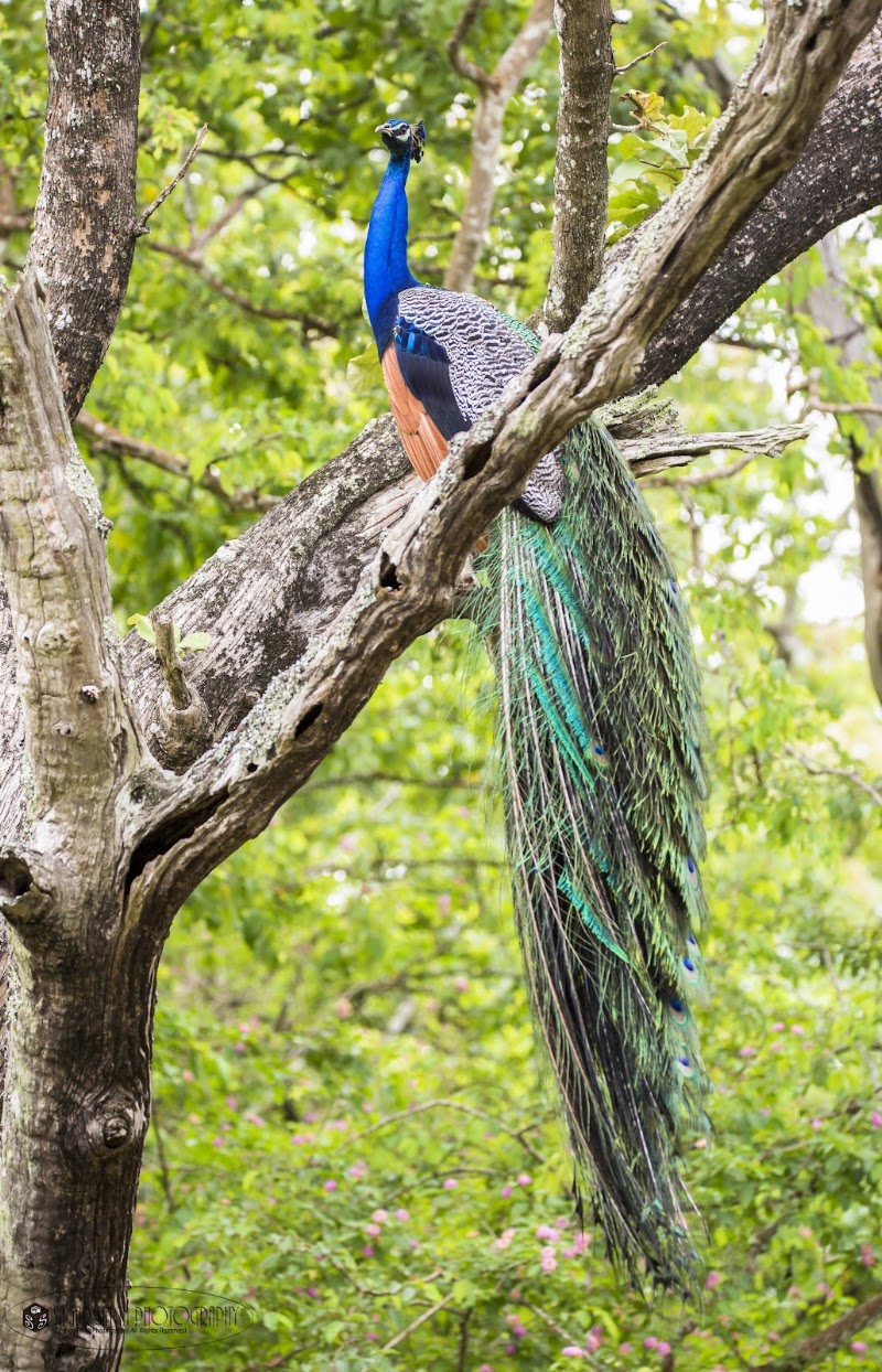 Bandipur National Park - Bandipur National Park Karnataka, India