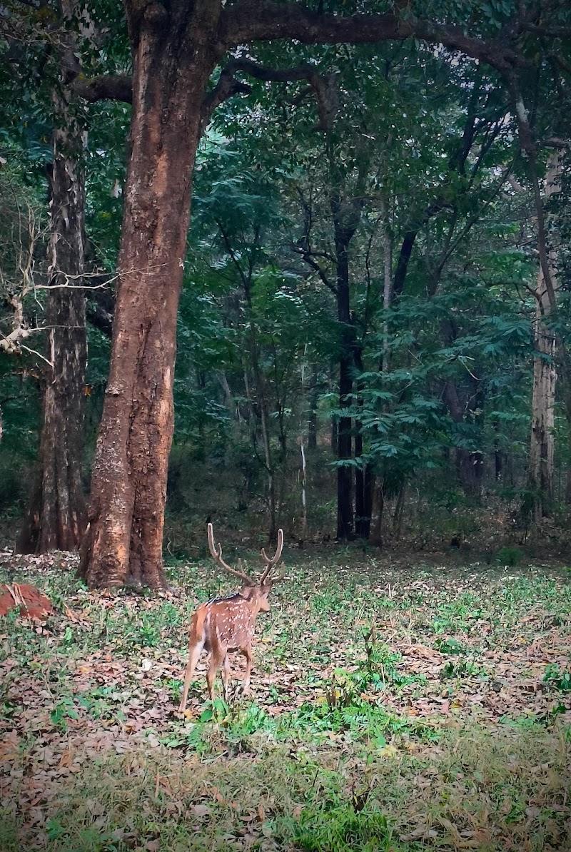 Nagarhole Safari Booking - Nagarhole Safari Booking, post office Safari point, Nagarhole Rd, Karnataka 571106, India