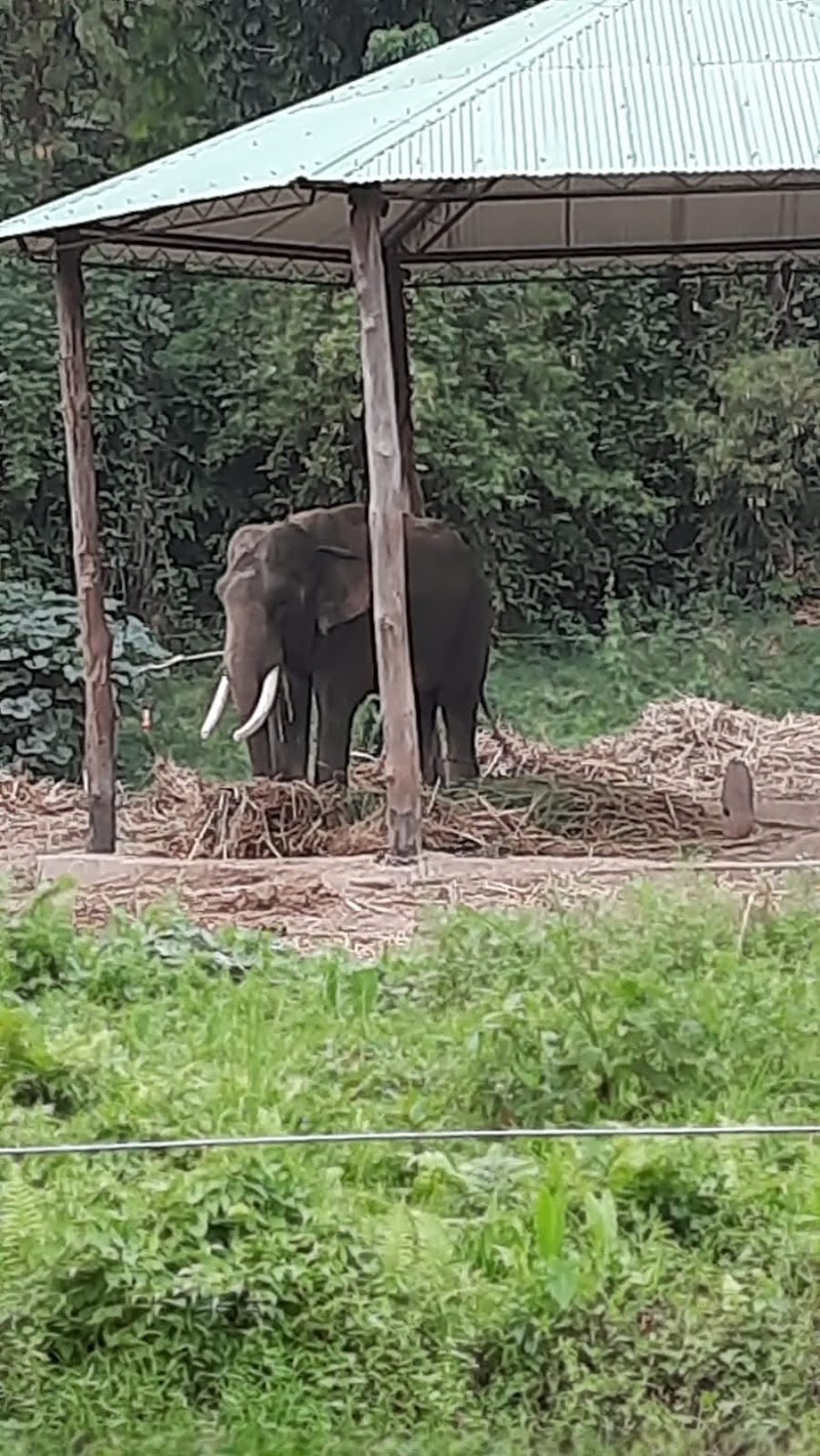 Dooars - Dooars, dhupjhora, batabari, jalpaiguri dooars, RQJV+3MR, Batabari, West Bengal 735206, India