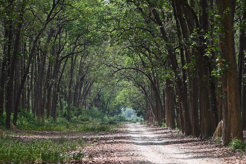 Tarun Corbett - Tarun Corbett tarun bhatt house, Dhela Rd, Ramnagar, Dhela, Uttarakhand 244715, India