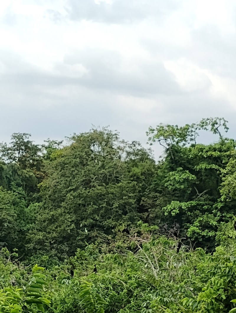 Kumarakom Bird Sanctuary Tower 2 - Kumarakom Bird Sanctuary Tower 2, JCJC+8G4, Kavanattinkara, Kumarakom, Kerala 686563, India
