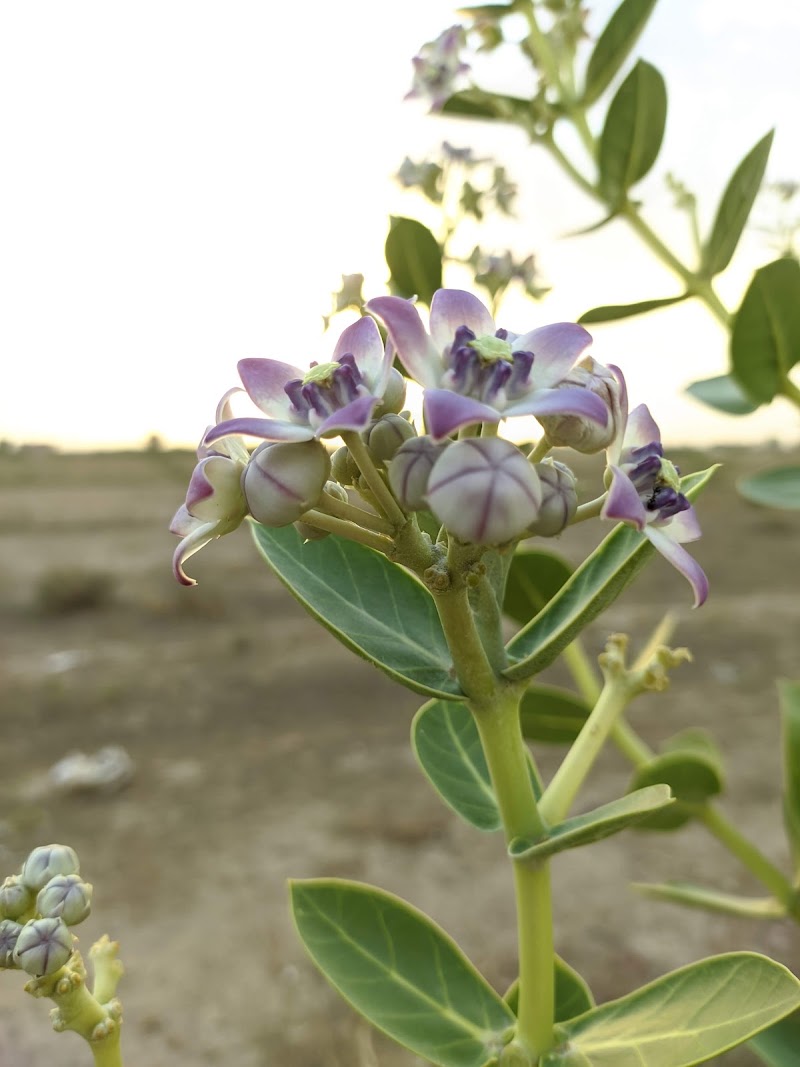 Banar - Banar, Rajasthan 342027, India