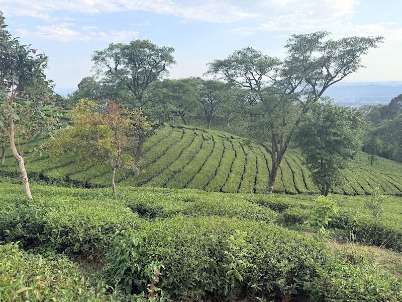 Maan Tea Factory - Maan Tea Factory, 6855+CMX, MDR44, Dharamshala, Himachal Pradesh 176217, India