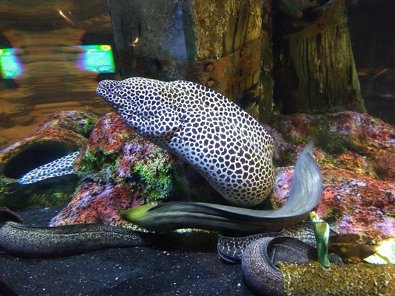 Funtastic Aquarium - Funtastic Aquarium, Gilan Province, Bandar Anzali, منطقه آزاد انزلی،کیلومتر 5، Fatehi Blvd, FM3F+8XX, Iran