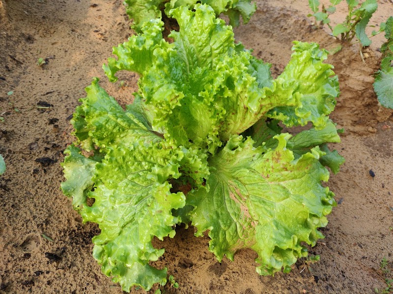 The Good Community Farm - The Good Community Farm Chowk, Gurgaon - Farukhnagar Rd, Budhera, Chandu, Gurugram, Haryana 122505, India
