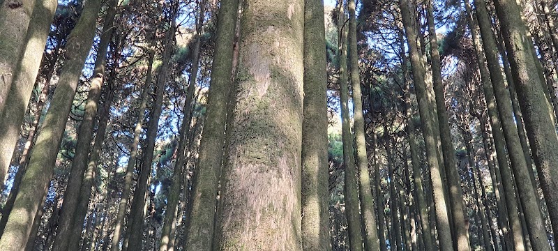 Majestic Pine Forest - Majestic Pine Forest X4VW+5PP, Mim Nagri Range, West Bengal 734221, India