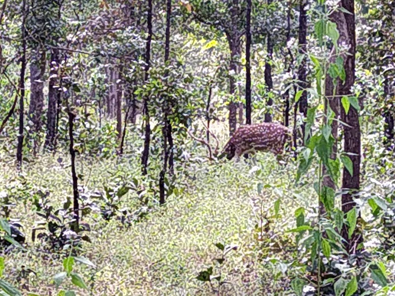 Barnawapara Wildlife Sanctuary - Barnawapara Wildlife Sanctuary, Unnamed Road, Nanwapara, Chhattisgarh 493551, India