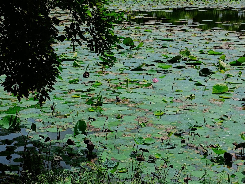 Lotus Pond