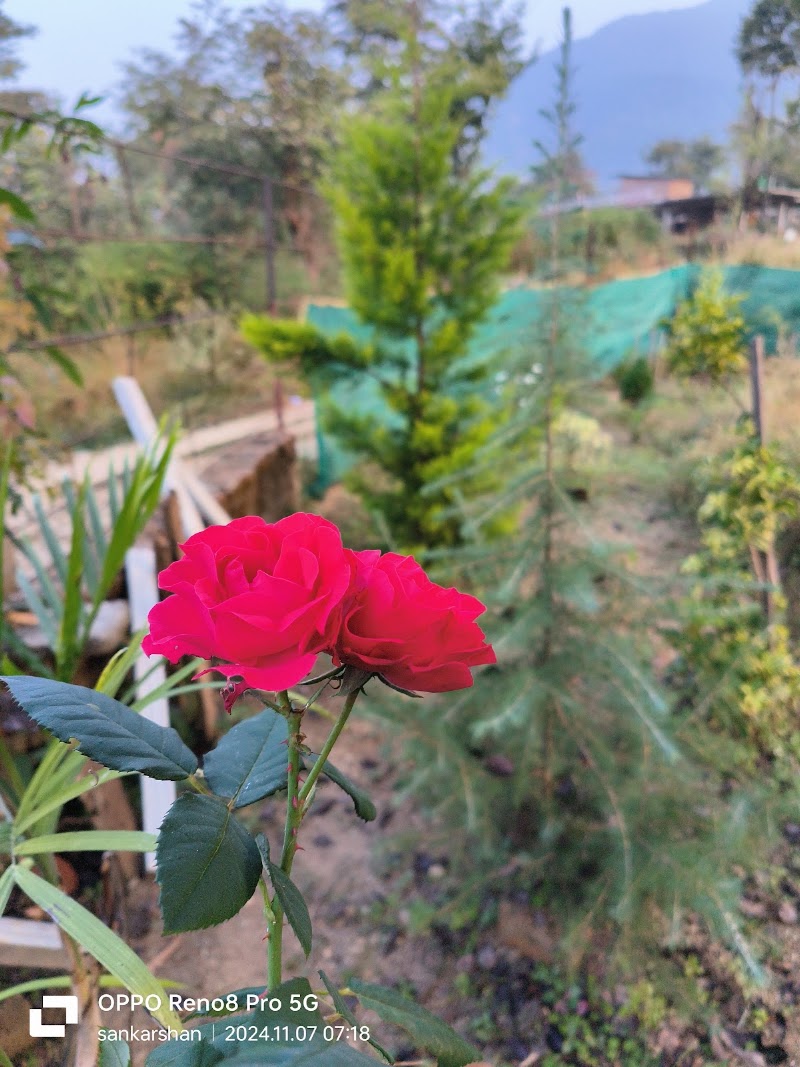 The Bagicha - The Bagicha, vill lahar, The bagicha, p.o gunehar, Teh, baijnath, Bir, Himachal Pradesh 175032, India