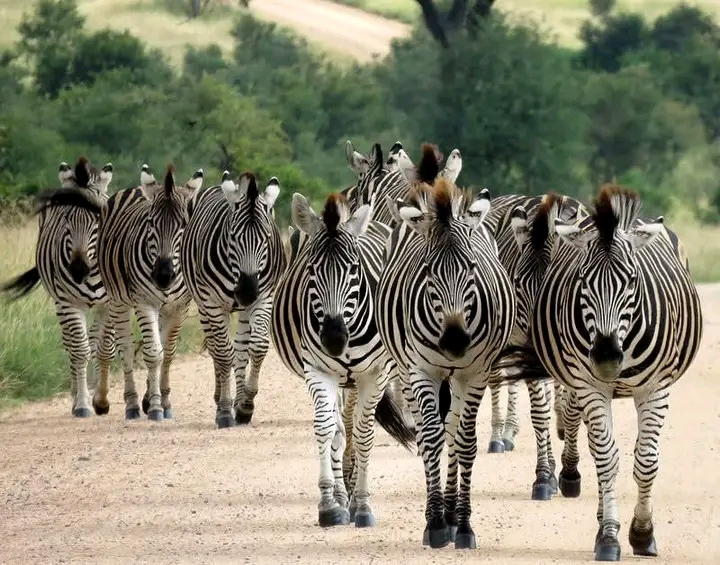 Kruger Wildlife Safaris - Kruger Wildlife Safaris, Pretoriuskop Rest Camp, Kruger National Park, 1350, South Africa