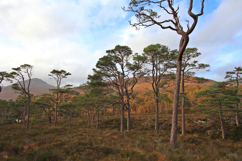 Glen Affric - Glen Affric Cannich, Near IV4 7LY, UK