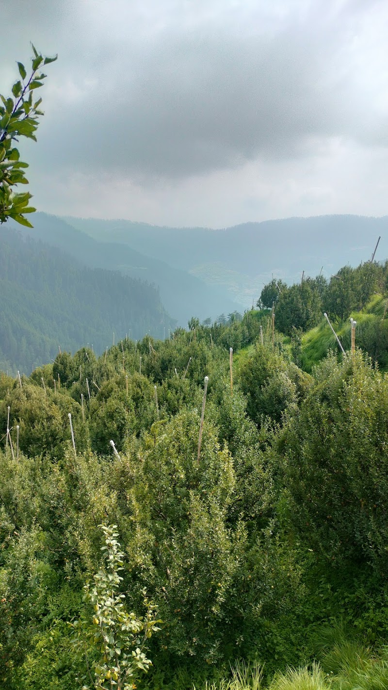 PS Orchards Kalna - PS Orchards Kalna, Kalna, Darbar Balsan, Himachal Pradesh 171220, India