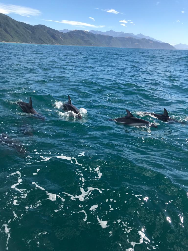 Encounter Kaikoura (Dolphin Encounter) - Encounter Kaikoura (Dolphin Encounter) 96 Esplanade, Kaikōura 7300, New Zealand