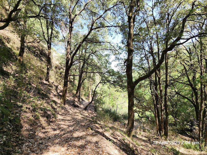 Benog Wildlife Sanctuary - Benog Wildlife Sanctuary Charleville, Mussorie Range, Uttarakhand 248179, India