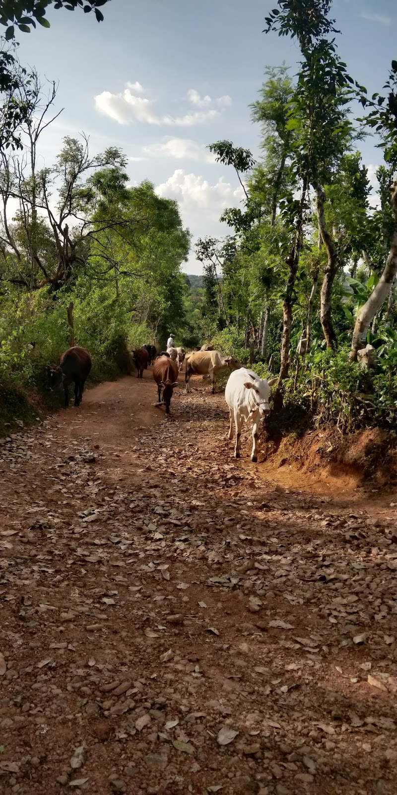 Heththur’s Green Meadows - Heththur’s Green Meadows QQJM+HX5, Hadya, Karnataka 573123, India