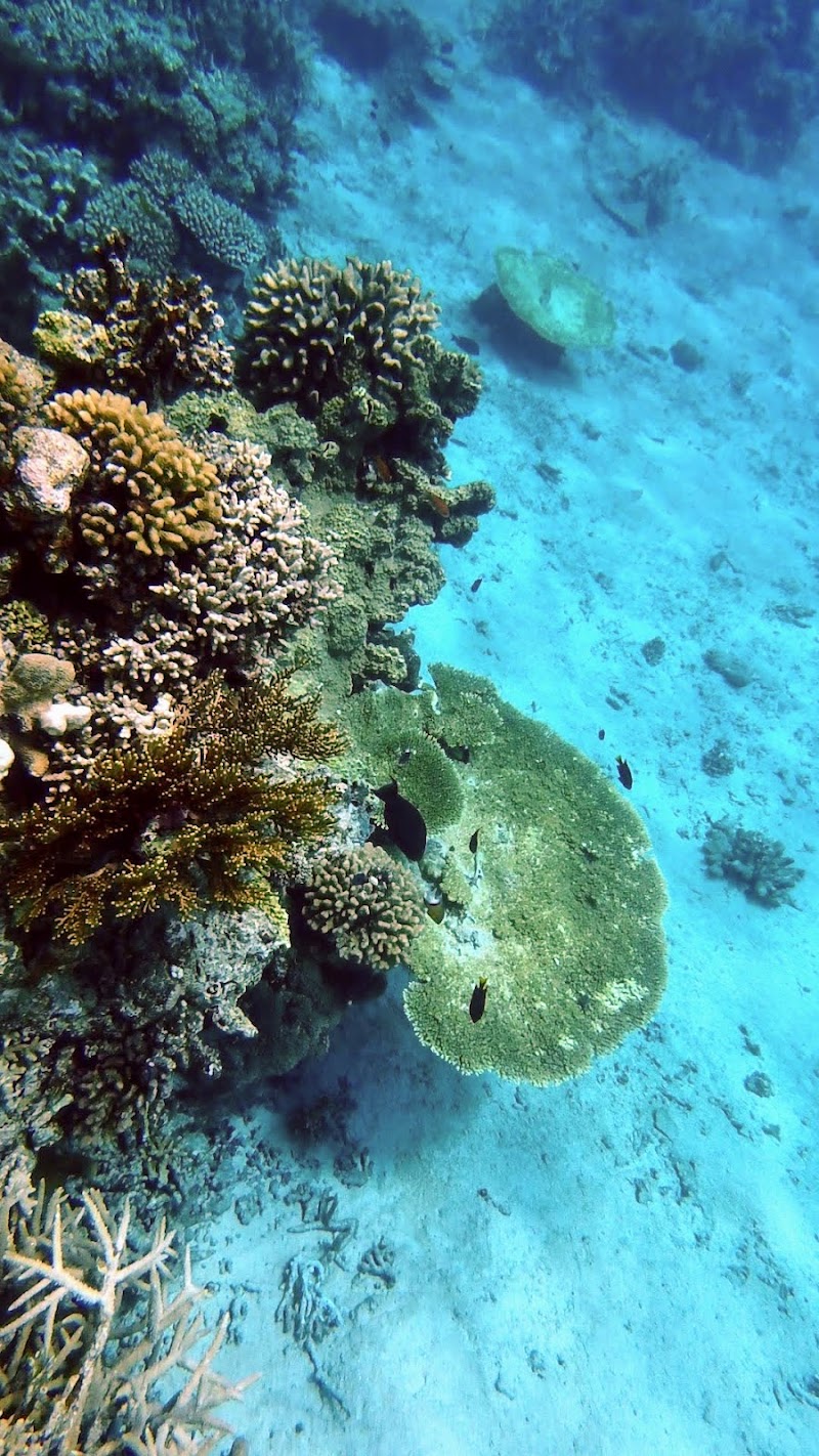Ida beach - Ida beach Iriomote, Taketomi, Yaeyama District, Okinawa 907-1542, Japan