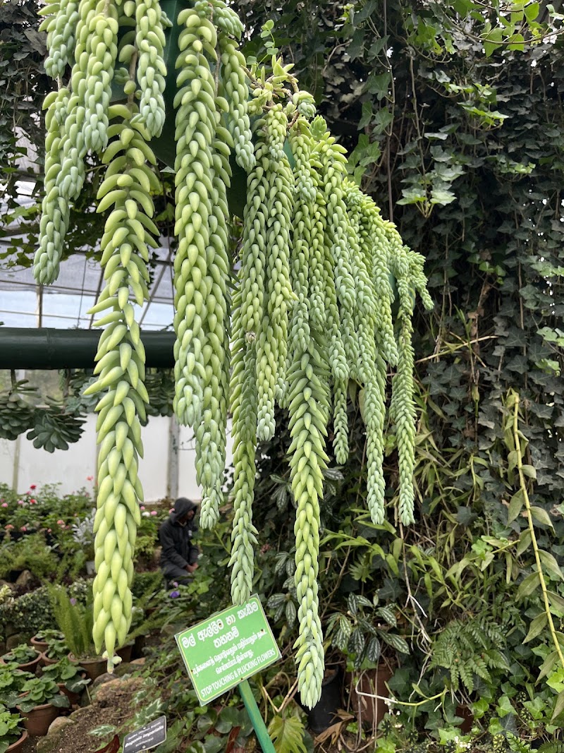 Hakgala Botanical Garden - Hakgala Botanical Garden, WRGC+JJJ, Peradeniya-Badulla-Chenkaladi Hwy, Hakgala, Sri Lanka