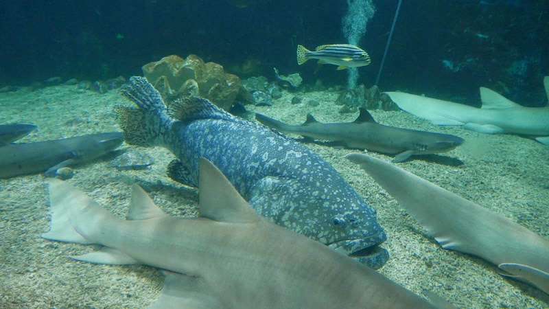 Shenzhen Sea World Sharks Hall - Shenzhen Sea World Sharks Hall China, Guang Dong Sheng, Shen Zhen Shi, Yan Tian Qu, S30惠深沿海高速入口J83H+V62 邮政编码: 518083