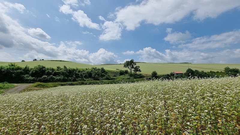 Patchwork Road (Biei) - Patchwork Road (Biei) 北海道上川郡美瑛町大久保協生, Asahi, Biei, Kamikawa District, Hokkaido 071-0216, Japan