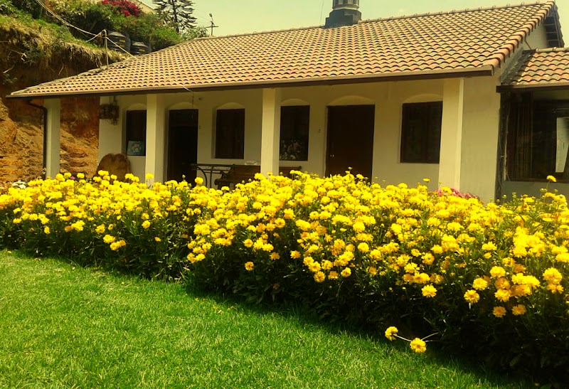 Norsu Stays Near Rose Garden