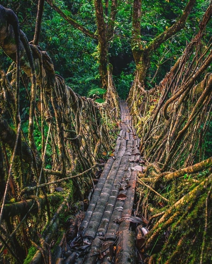 Riwai Living-root Bridge - Riwai Living-root Bridge 6V4X+F2X, Surok Mawlynnong, Mawlynnong, Meghalaya 793110, India