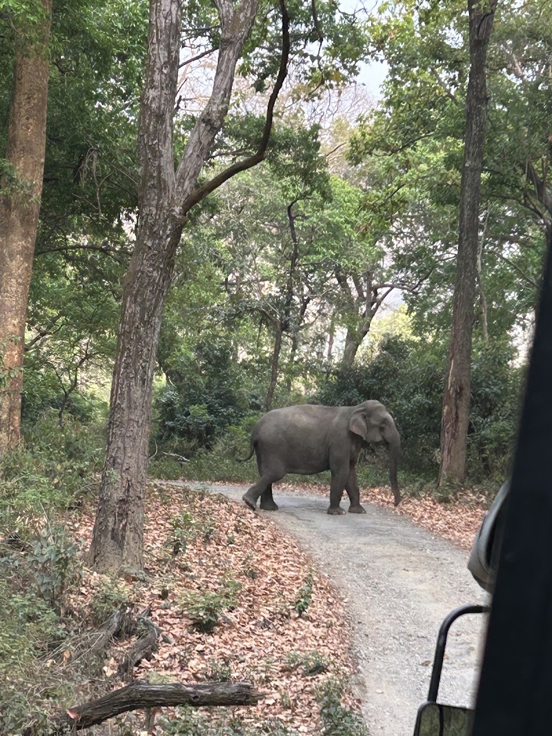 Online corbett jungle safari tour & travels - Online corbett jungle safari tour & travels Namah Rattan, Manu Maharani Rd, Dhikuli, Garjiya, Uttarakhand 244715, India