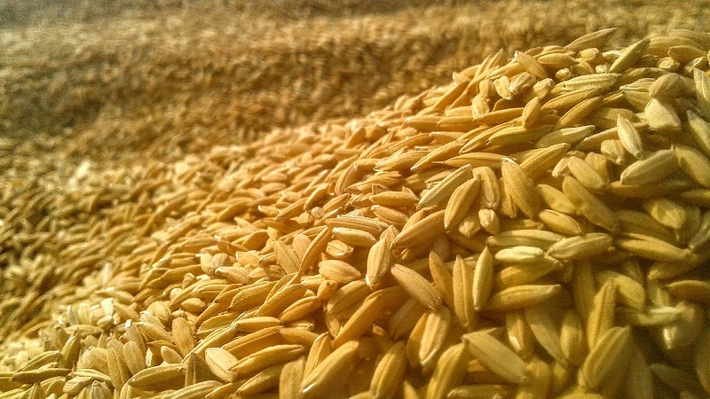 Choure Rice Mill - Choure Rice Mill 325J+77V, Ranipur, Madhya Pradesh 460443, India