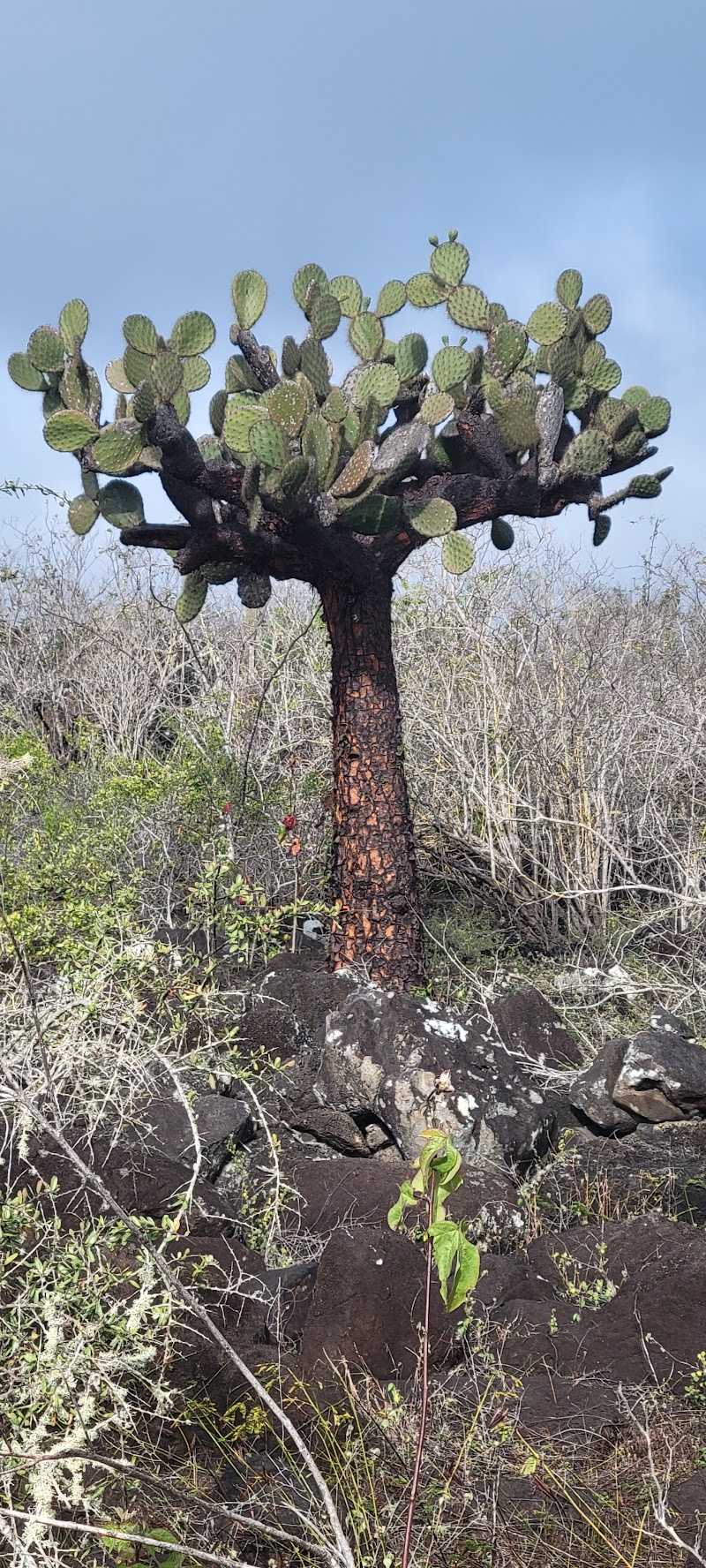 Puerto Chino - Puerto Chino, Isla de San Cristóbal, 3HFC+J46, San Cristóbal, Ecuador