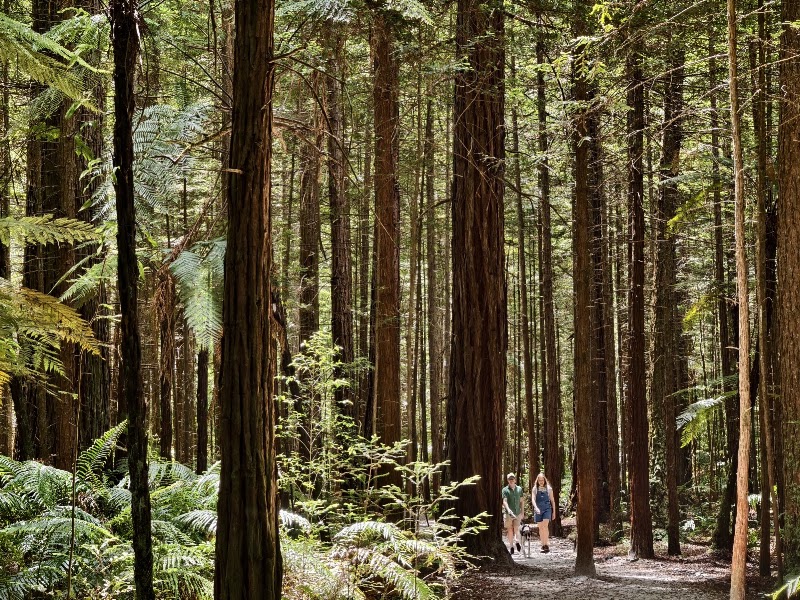 Redwoods – Whakarewarewa Forest