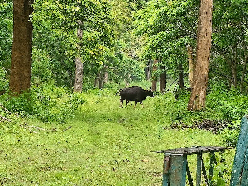Nagarahole Tiger Reserve Forest - Nagarahole Tiger Reserve Forest, W5M3+2CV, Kakanakote Forest, Karnataka 571114, India