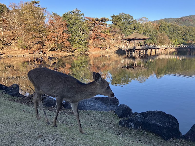 Nara Park - Nara Park Nara, Japan