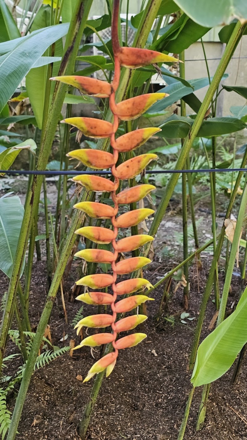 植物園和平西路圓環 - 植物園和平西路圓環 Section 2, Heping W Rd, Zhongzheng District, Taipei City, Taiwan 100