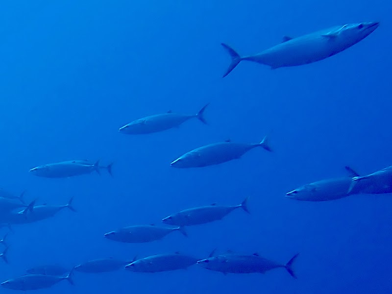 Calheta Diving Center - Calheta Diving Center, Av. D. Manuel I, 9370-135 Estreito da Calheta, Portugal
