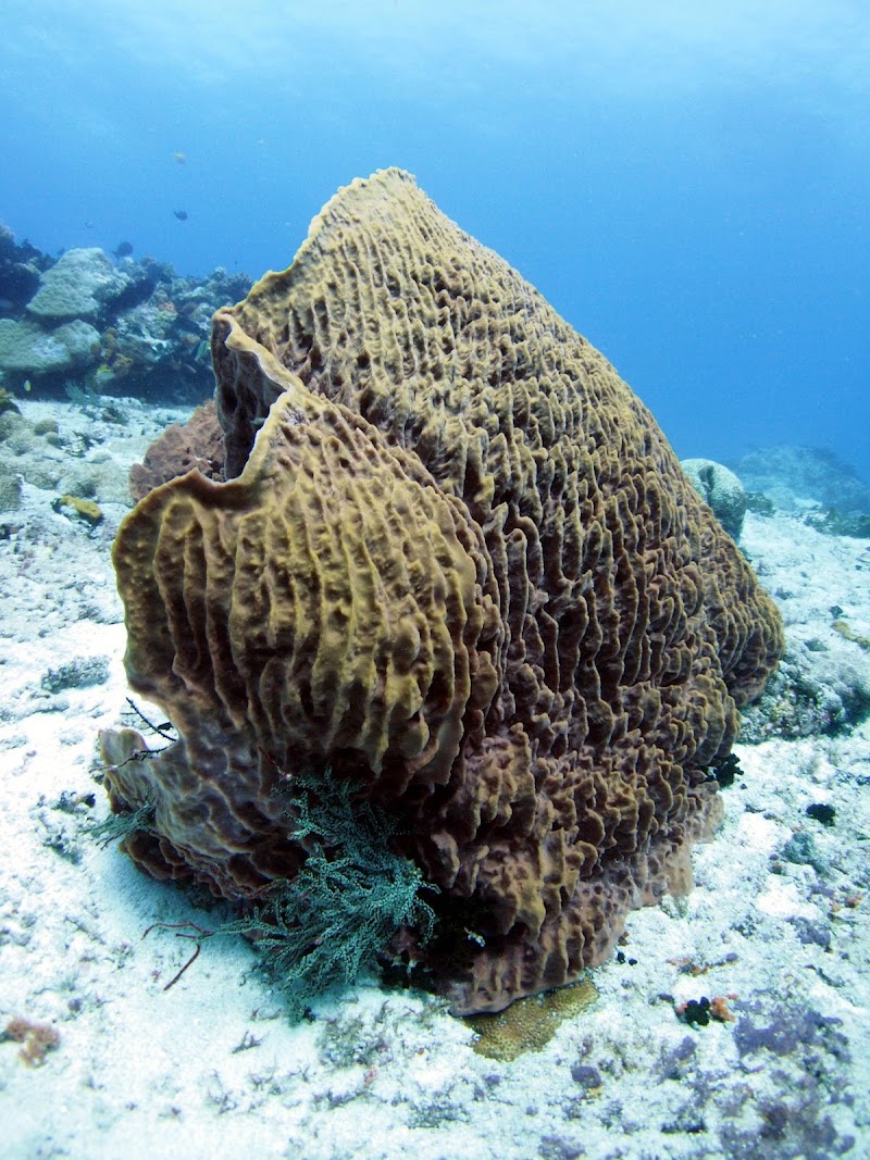 Apo Island Pano Collects, Philippines - Apo Island Pano Collects, Philippines, 37H8+G7R, Dauin, Negros Oriental, Philippines