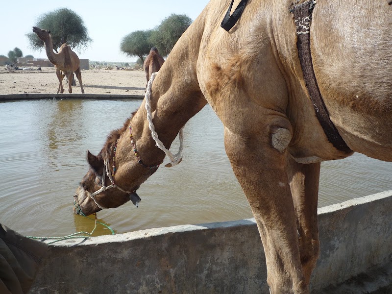 Khuri Dunes Camel Safari - Khuri Dunes Camel Safari, JP78+C2F, Ring Road, Khuri, Jaisalmer, Khoohdi, Rajasthan 345001, India
