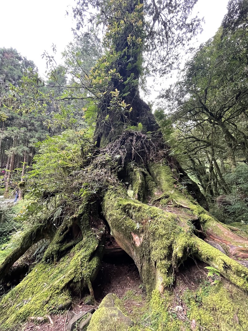 神怡流瀑 - 神怡流瀑 605, Taiwan, Chiayi County, Alishan Township, Zhongshan Village, 23°31'07. 120°48'23號