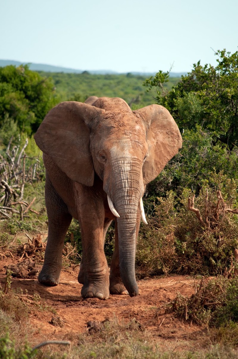 Addo Elephant National Park - Addo Elephant National Park South Africa