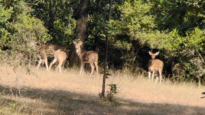 Sanjay National Park - Sanjay National Park, Belgaon, Madhya Pradesh 486669, India