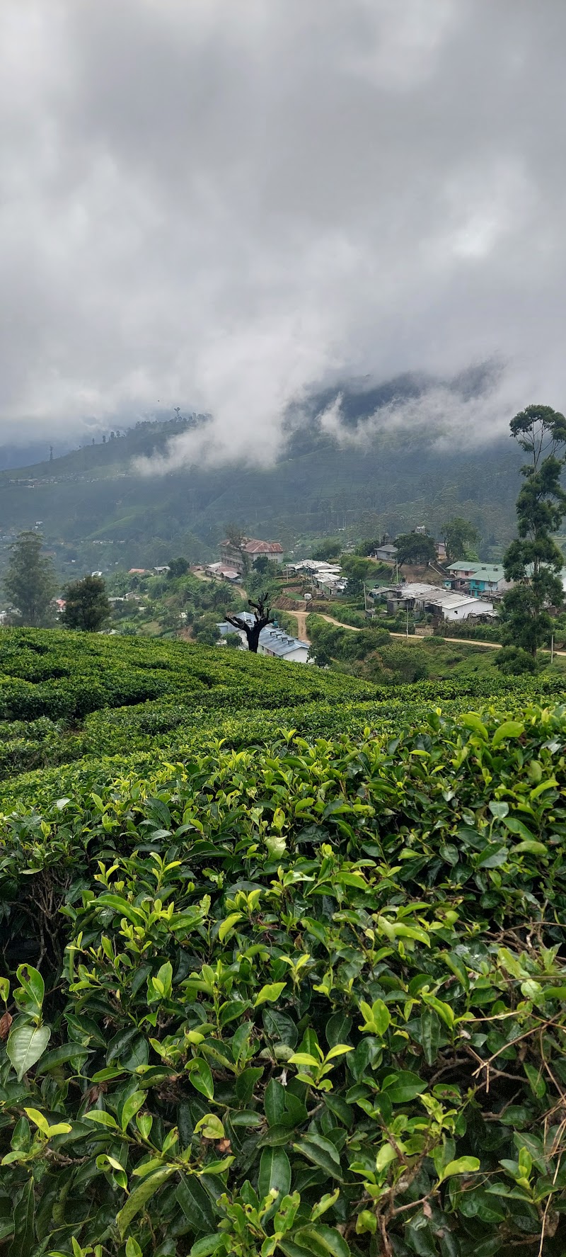 nanuoya - nanuoya, WPRV+FH7, Nuwara Eliya, Sri Lanka