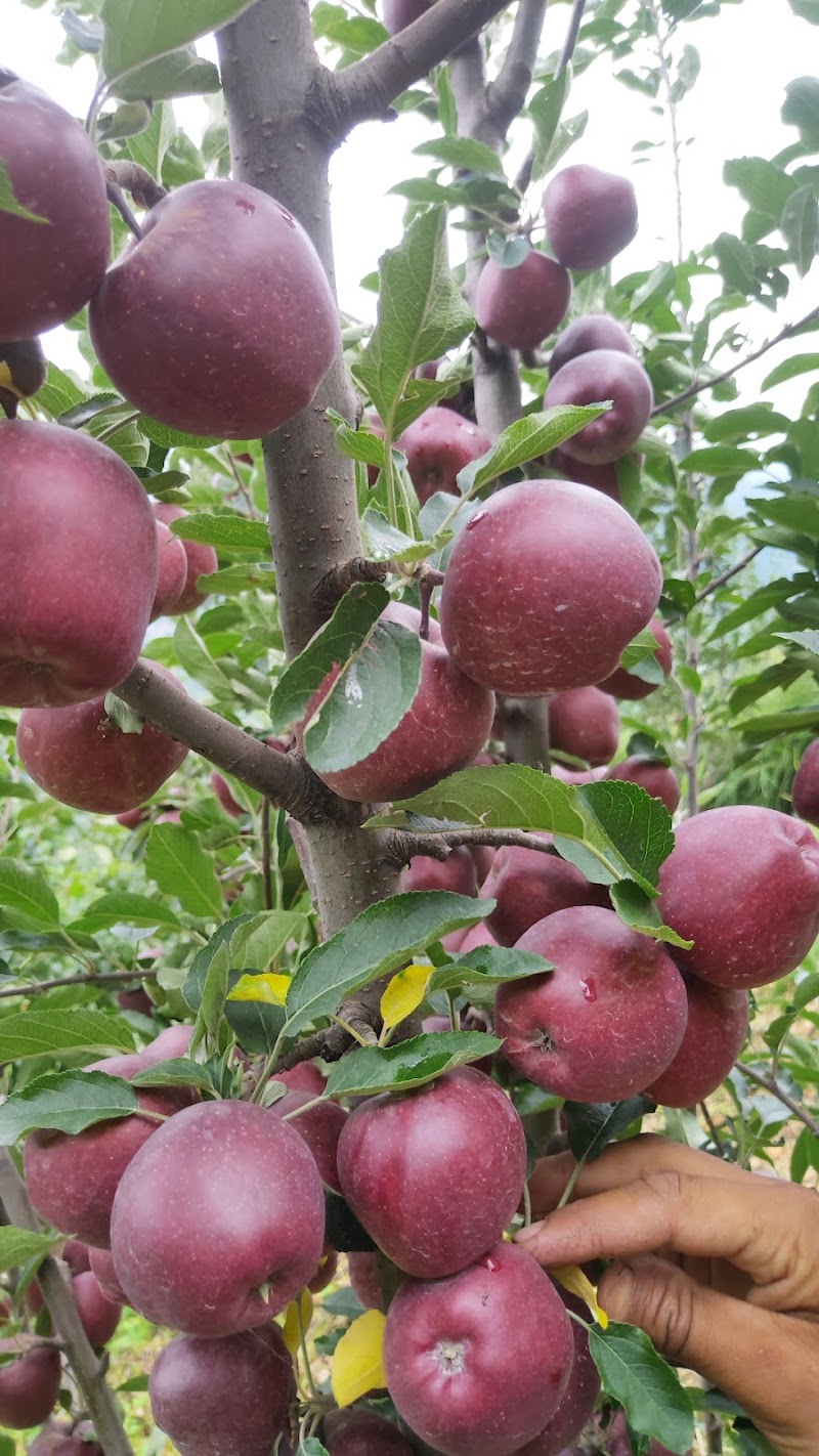 K S Orchards - K S Orchards, Sajla Bihal, Manali, Himachal Pradesh 175143, India