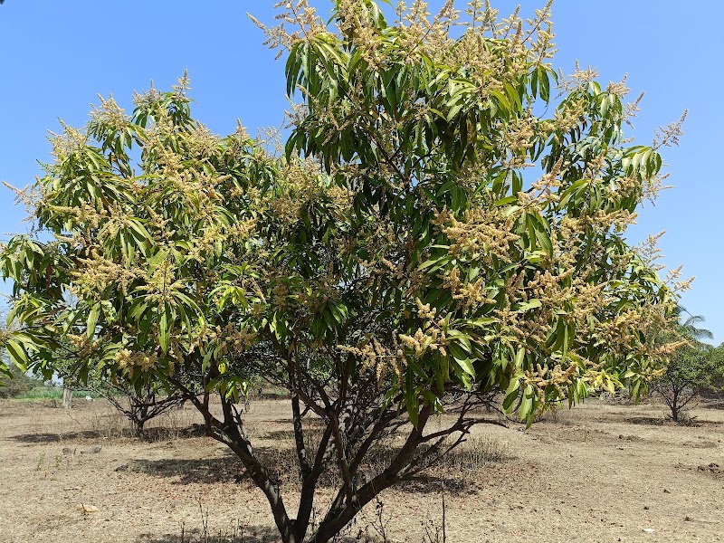 Home - Home, M9M3+83, Amble, Nhavare, Maharashtra 412211, India