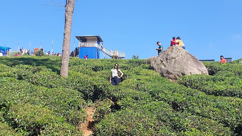 Munnar Tea Garden View Point - Munnar Tea Garden View Point 22RR+R68, Munnar - Aluva Rd, Mankulam, Kerala 685565, India